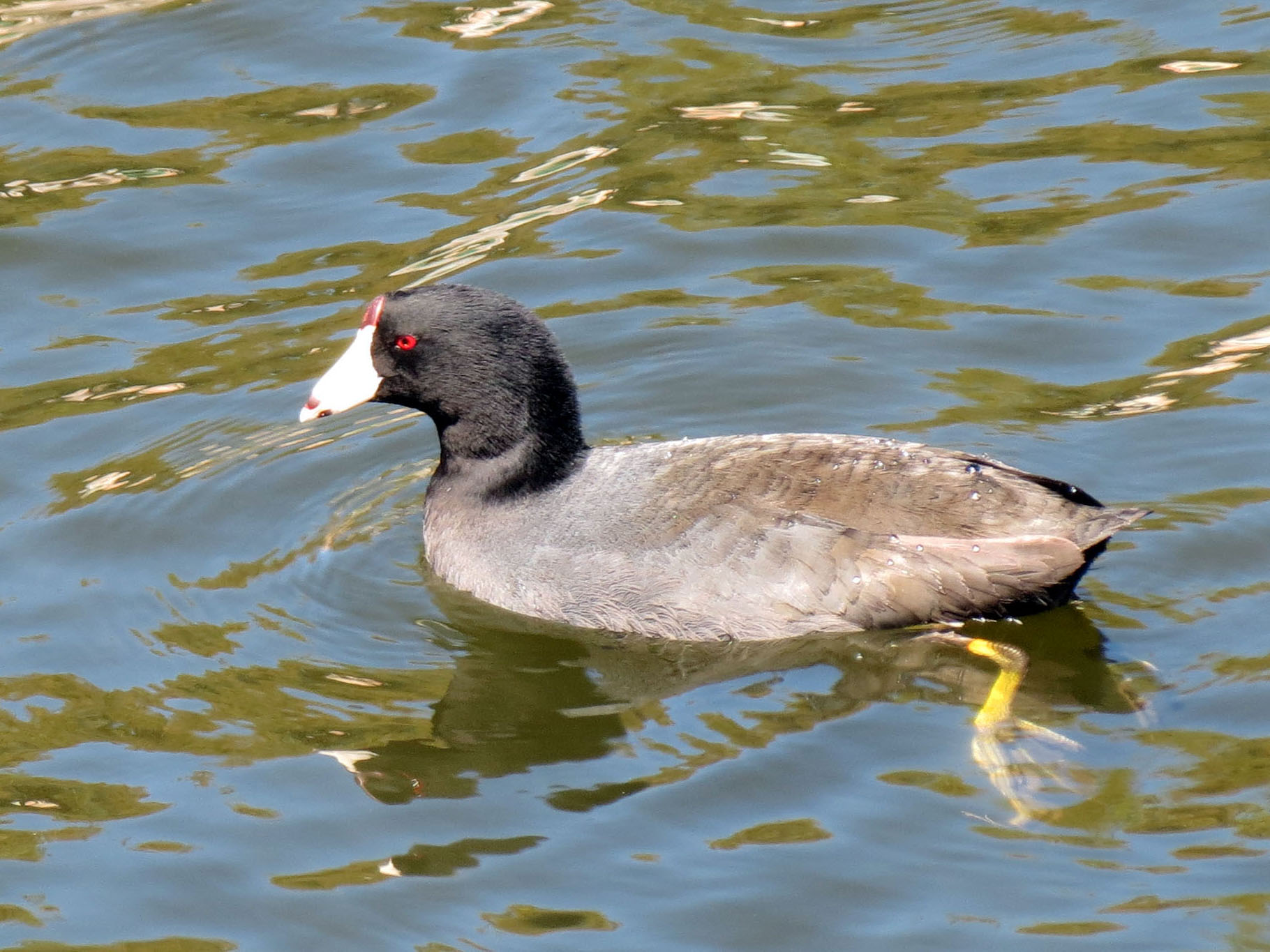 American Coot Matthew's Birds