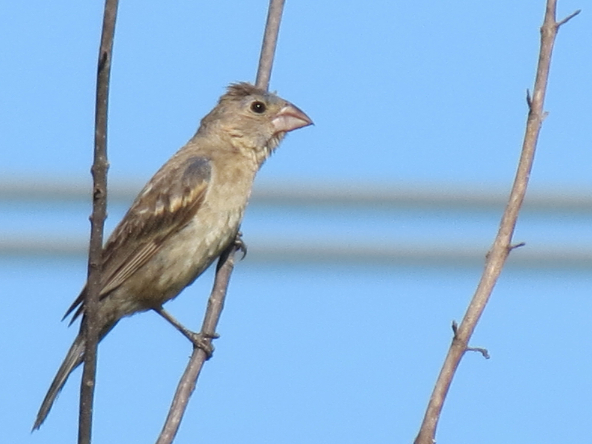 Blue Grosbeak Matthew's Birds