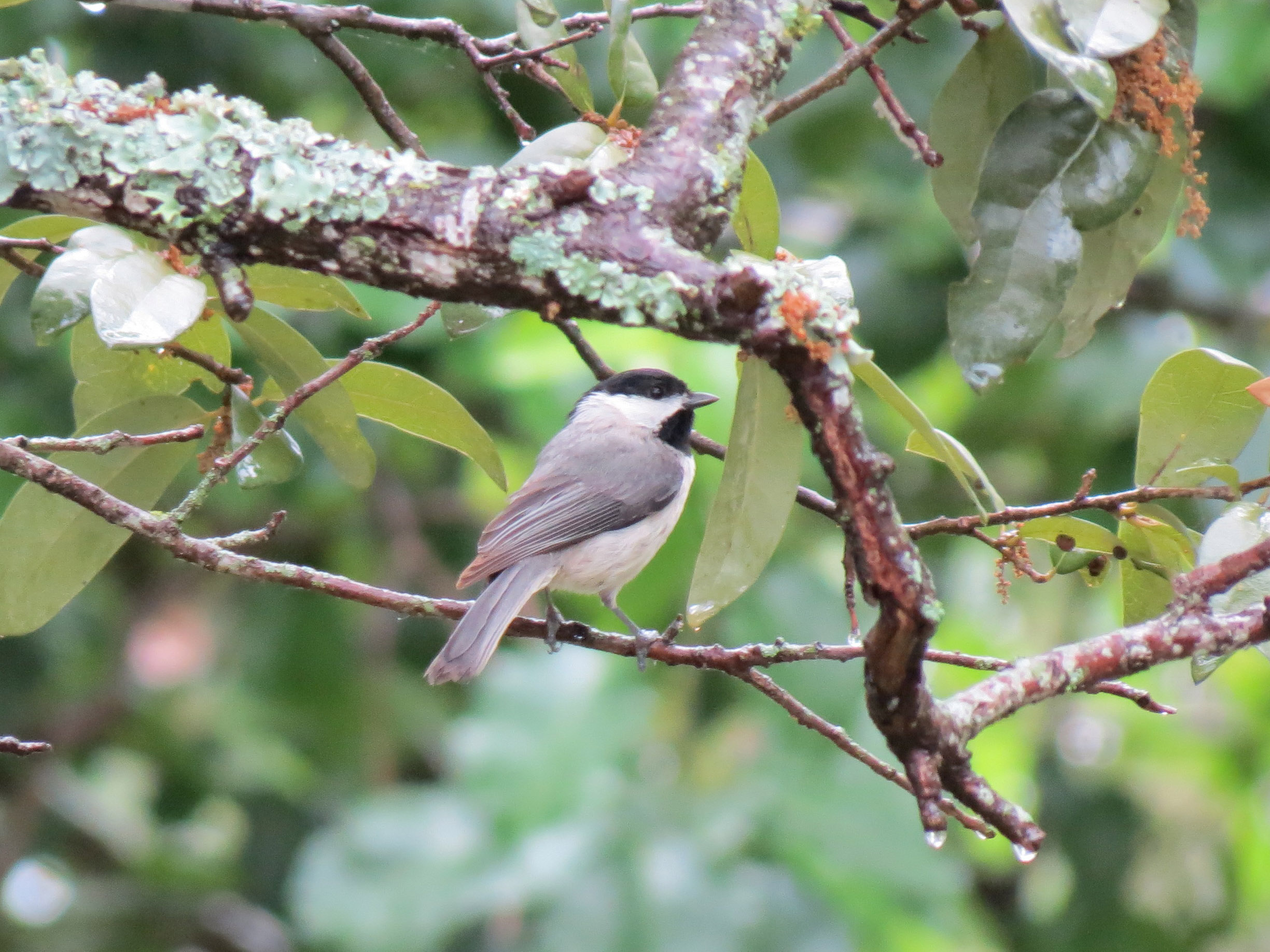 Carolina Chickadee Matthew's Birds