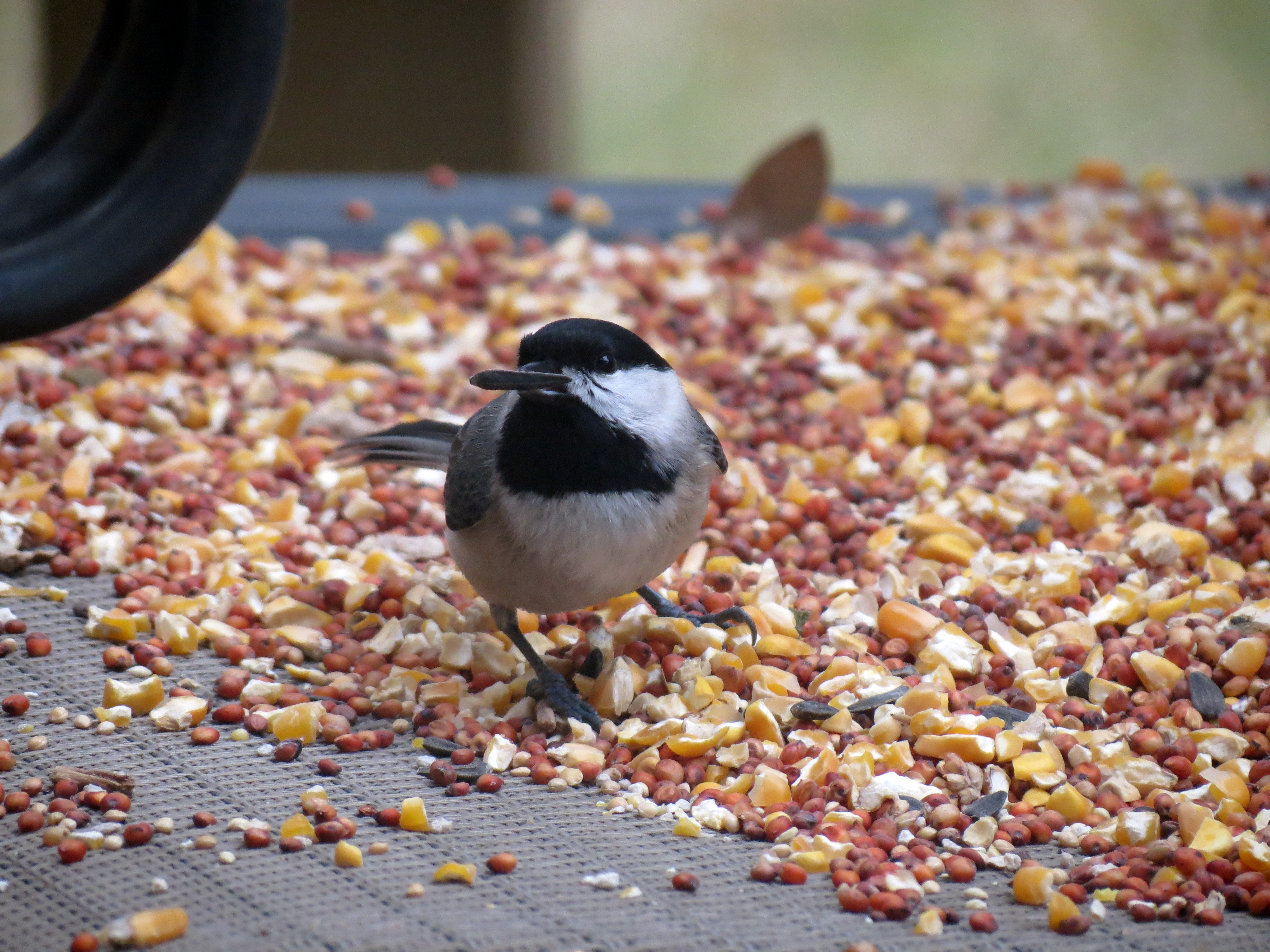 Carolina Chickadee Matthew's Birds