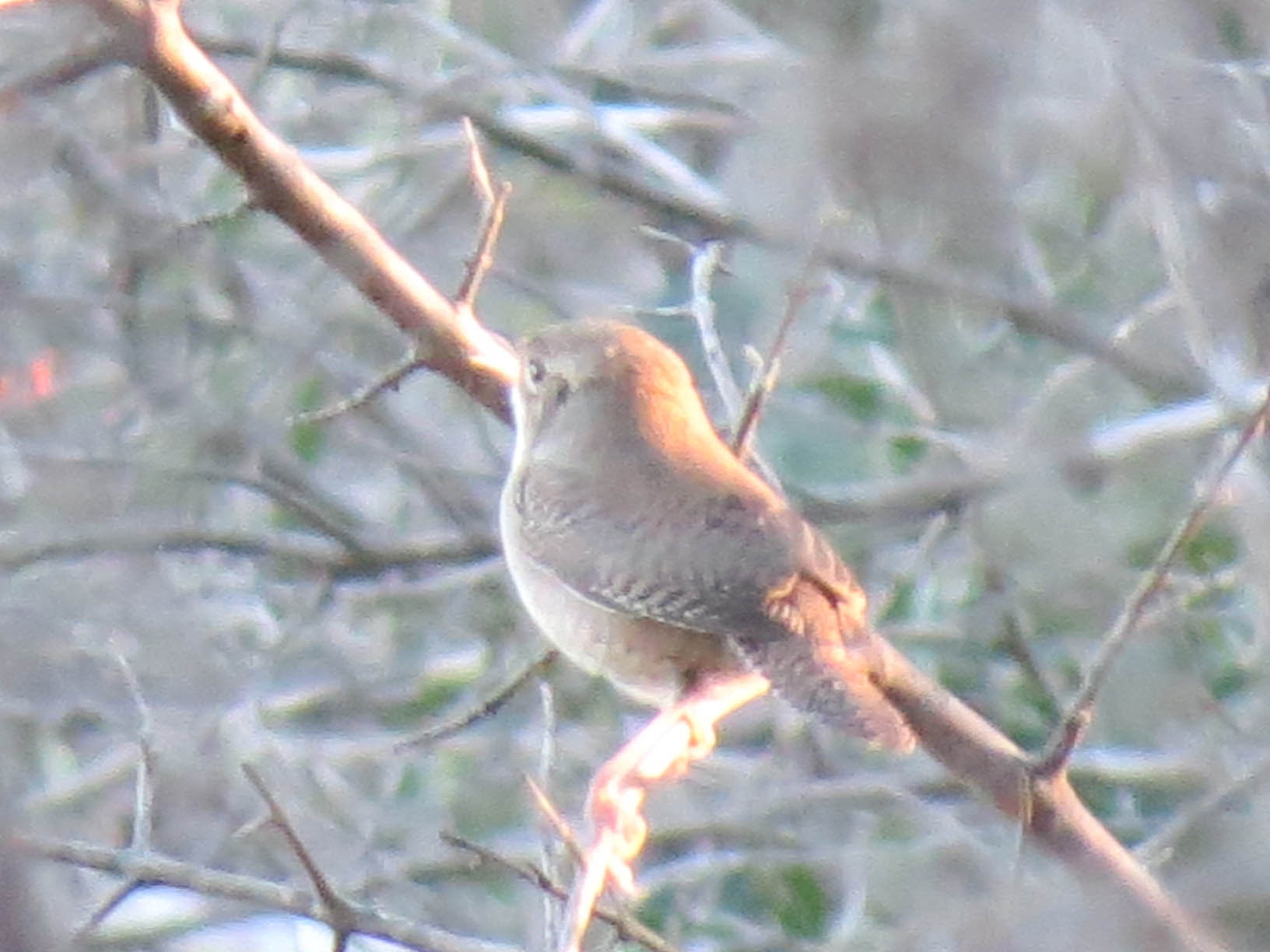 House Wren Matthew's Birds