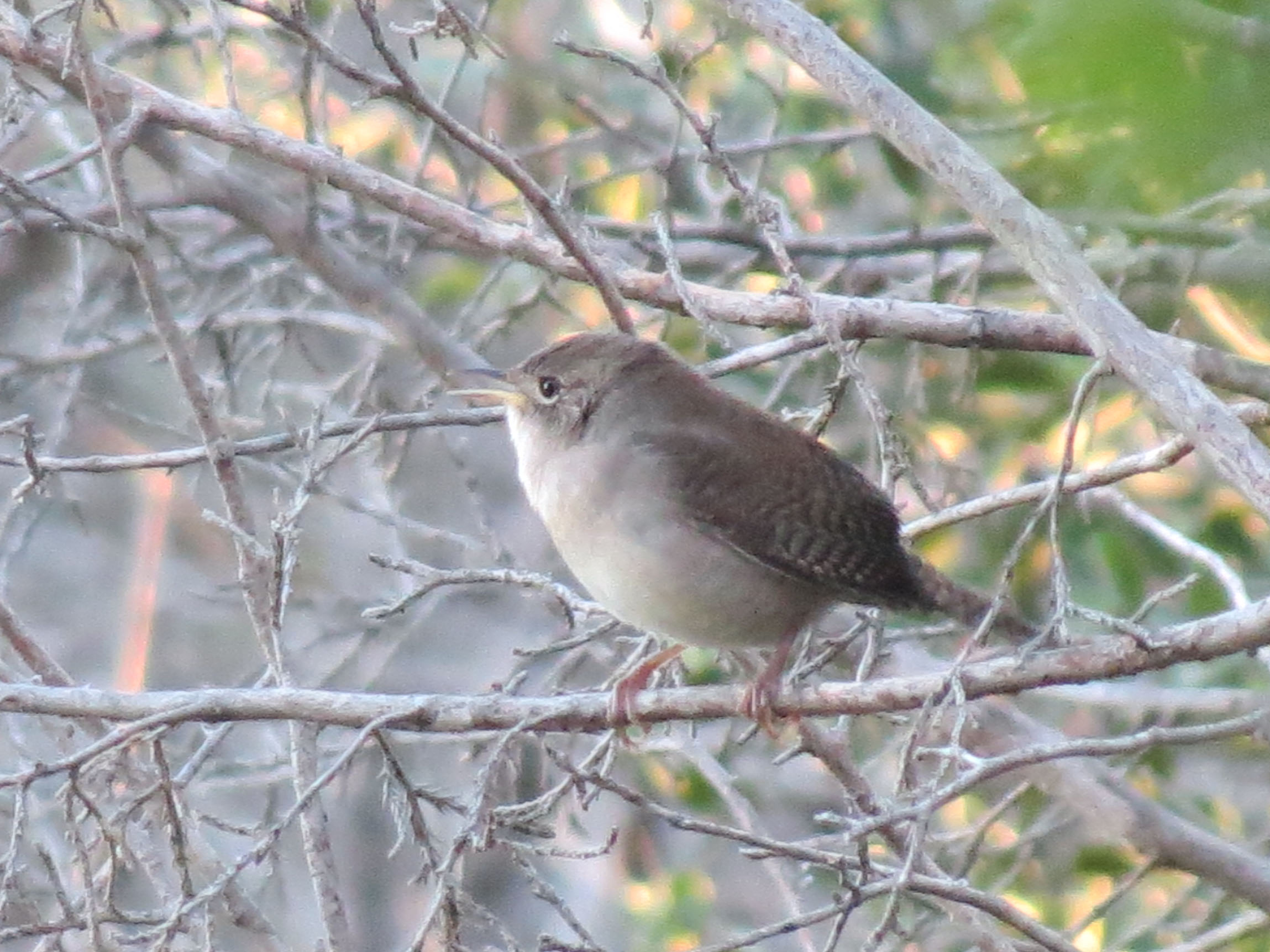 House Wren Matthew's Birds