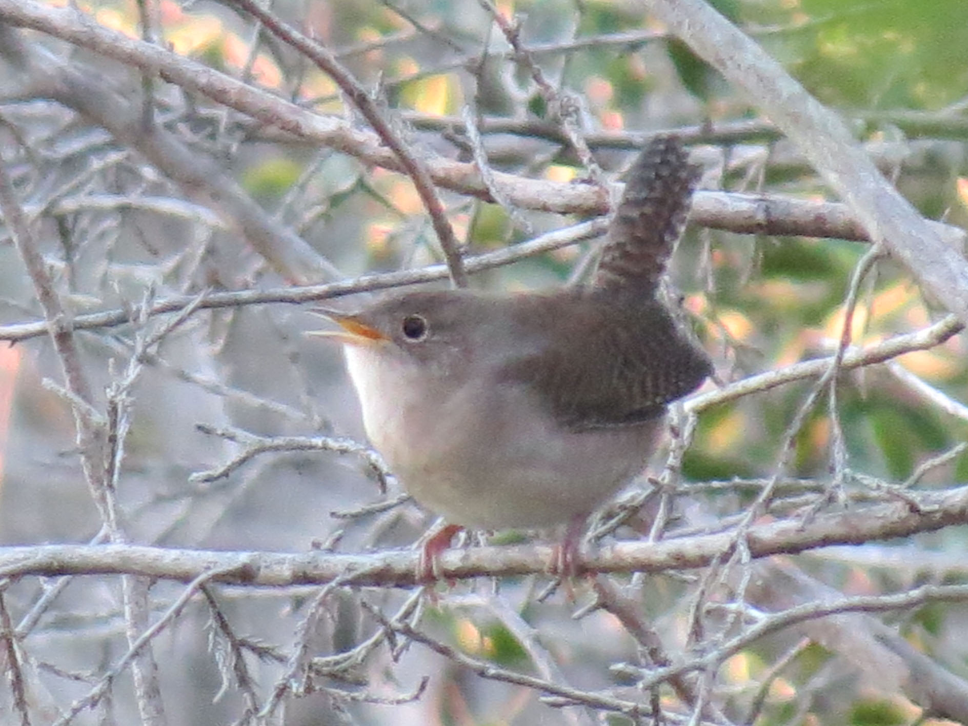 House Wren Matthew's Birds