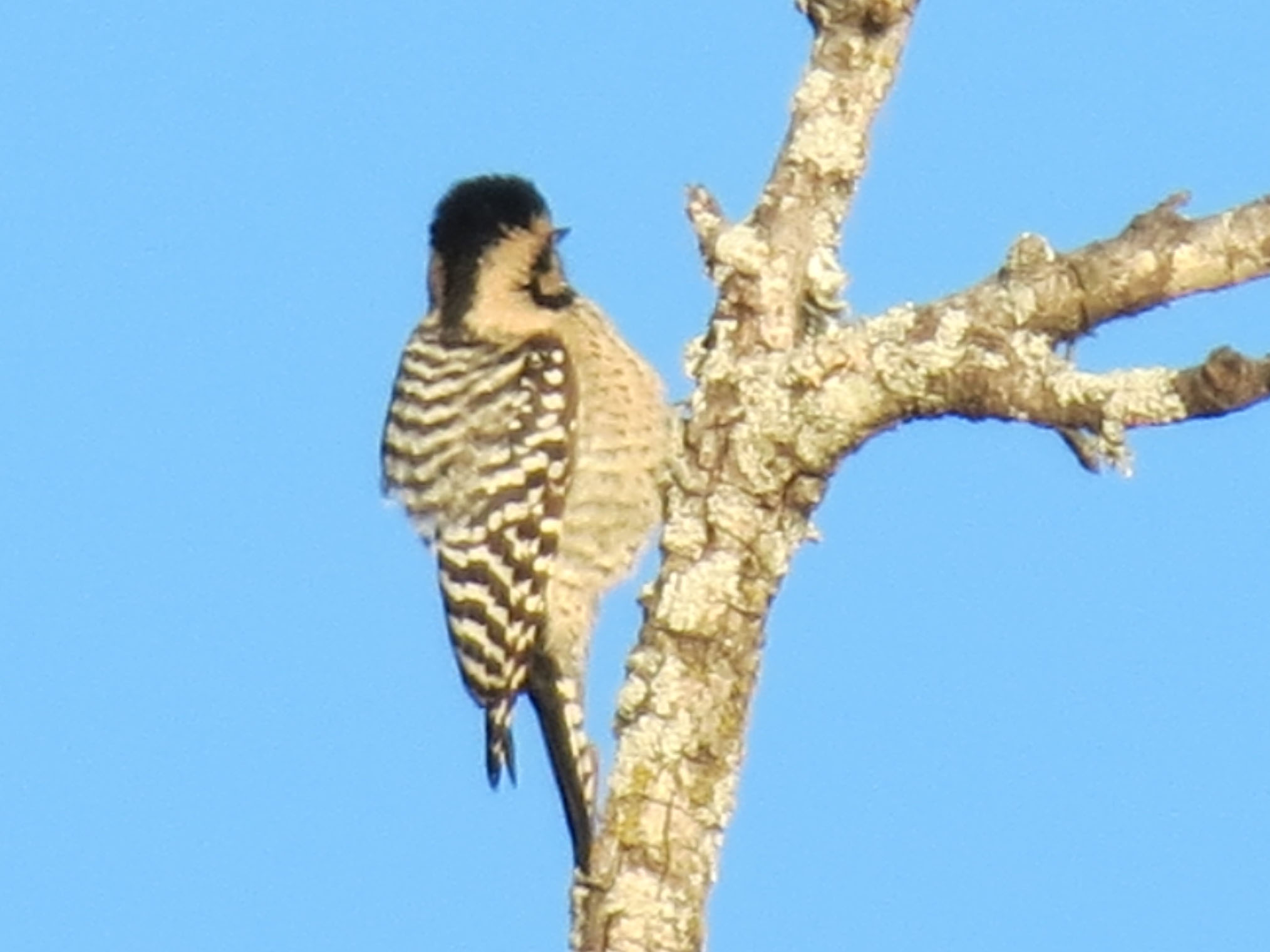 Ladderbacked Woodpecker Matthew's Birds