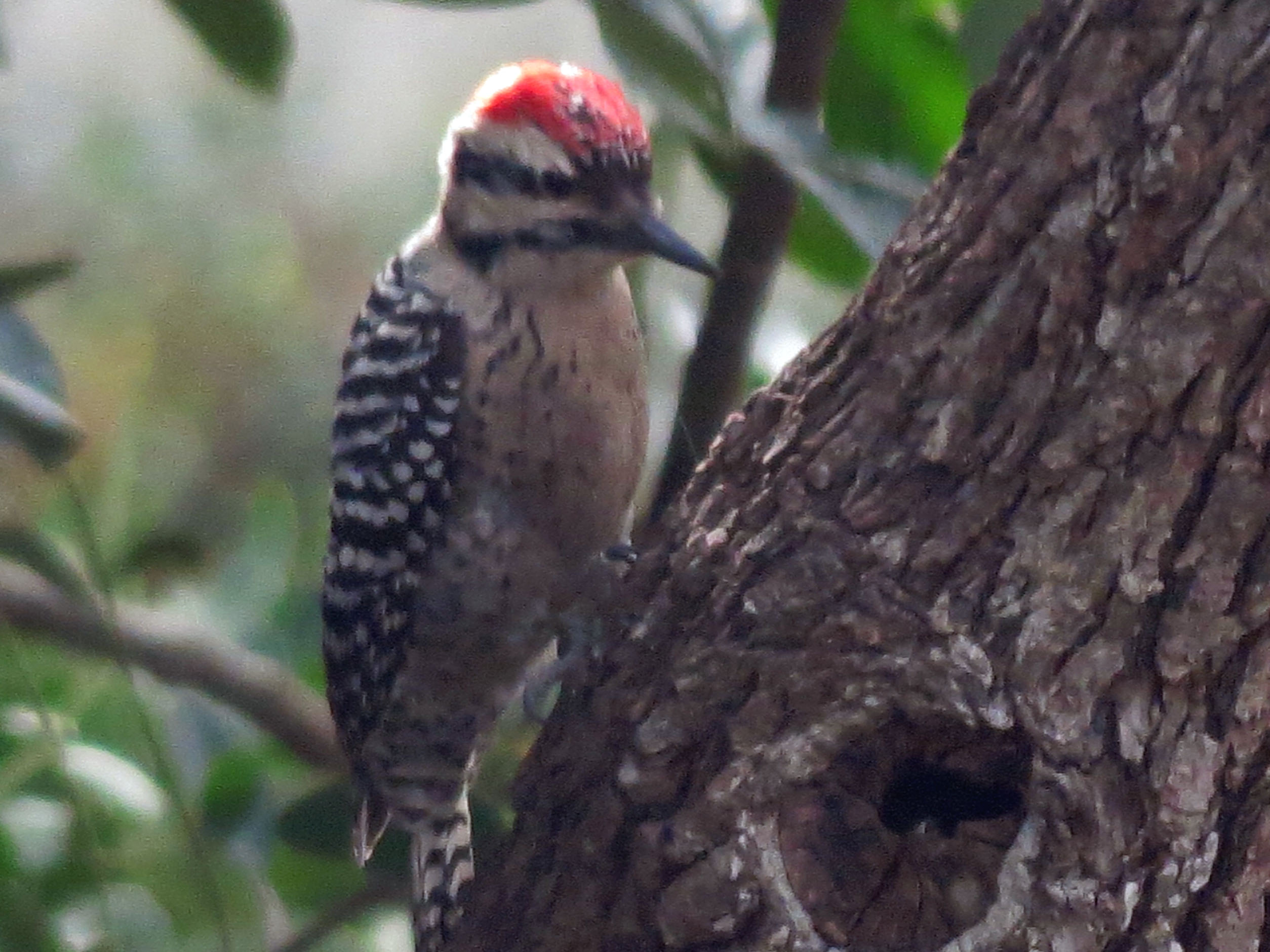 Ladderbacked Woodpecker Matthew's Birds