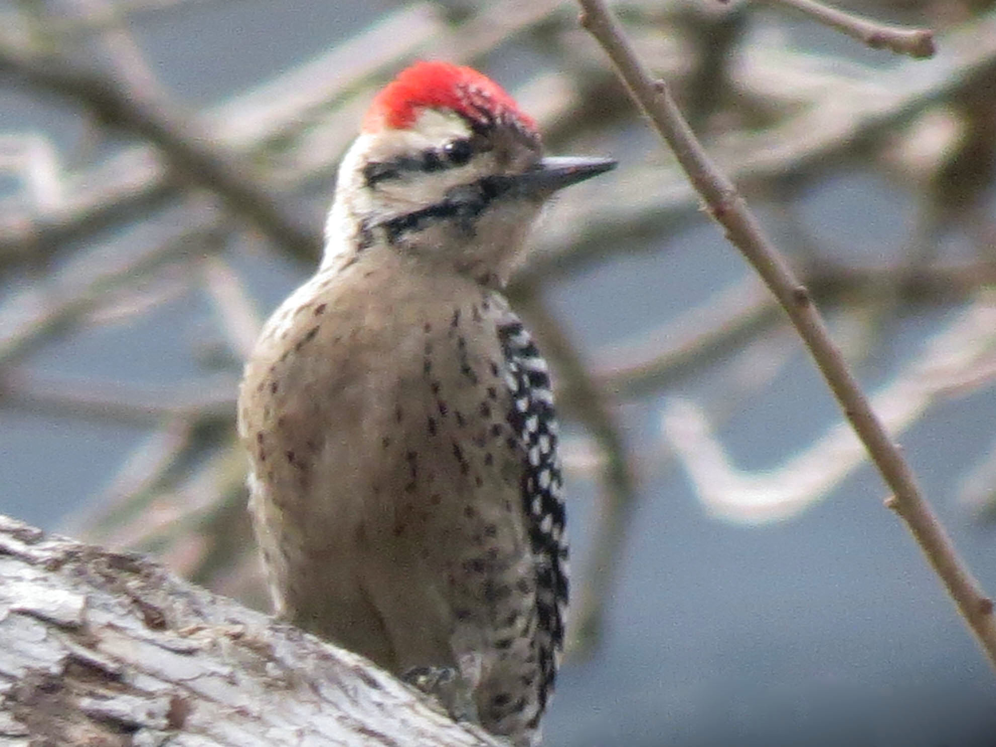 Ladderbacked Woodpecker Matthew's Birds