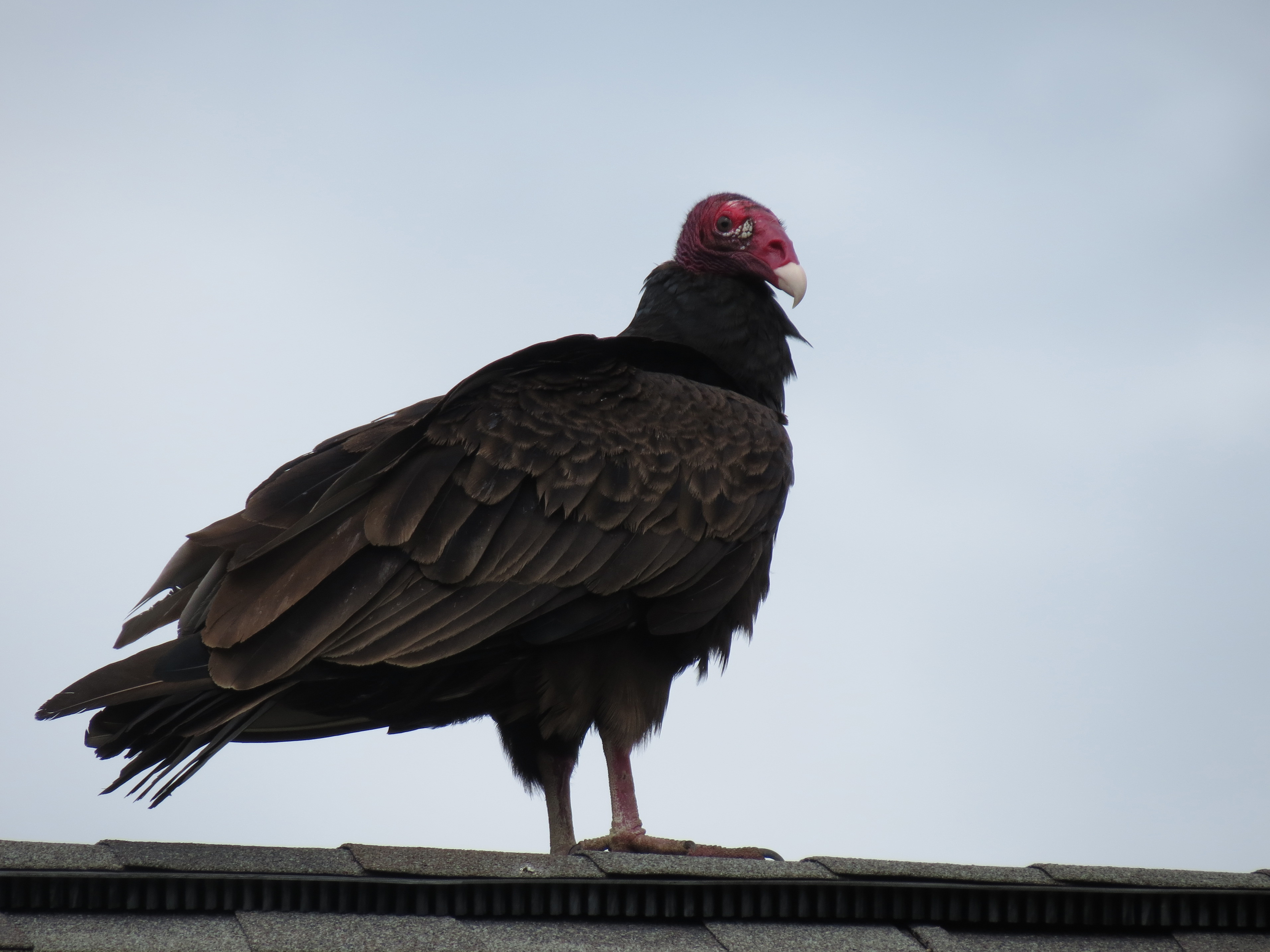 Turkey Vulture Matthew's Birds