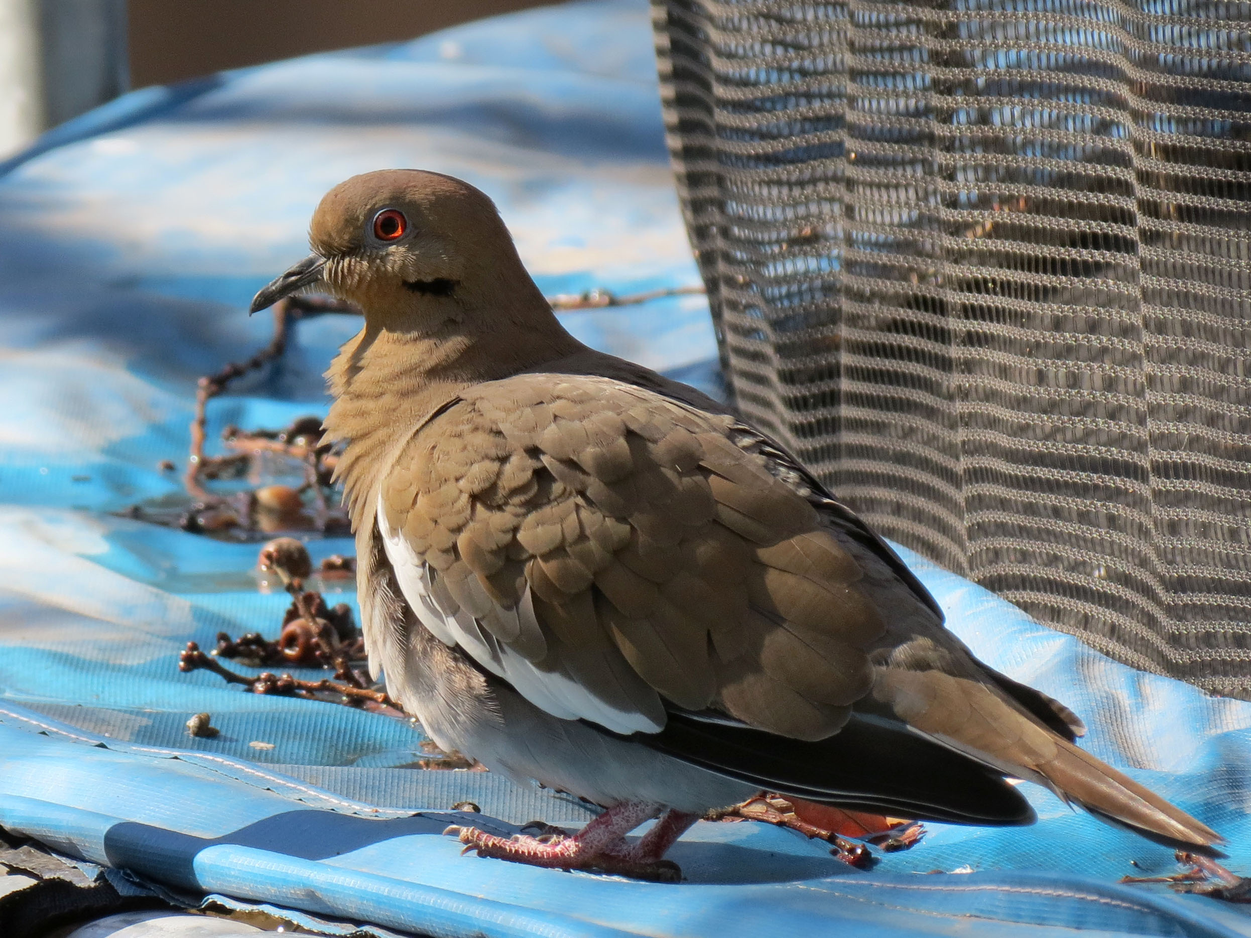 Whitewinged Dove Matthew's Birds