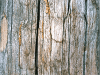 tree bark 15