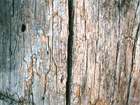 tree bark 16