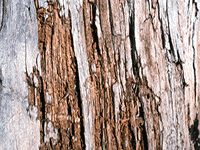 tree bark 17