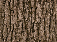 tree bark 29
