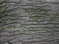 tree bark 37