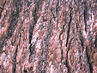 tree bark 5