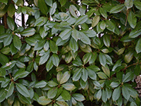 bush leaves 1