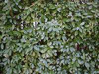 bush leaves 2