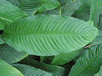 foliage 15