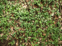 foliage 19