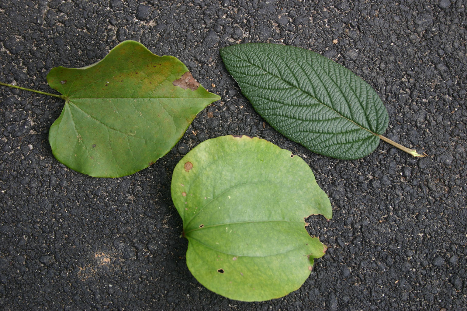 leaves01
