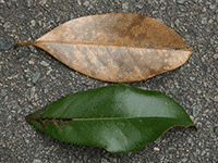 leaves 2