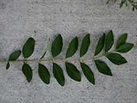leaves 4