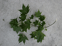 leaves 5