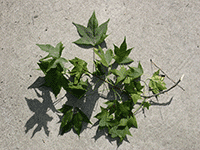 leaves 6