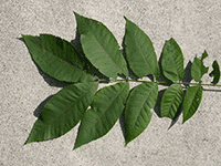 leaves 7