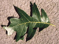 leaves4
