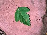 leaves5