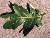 leaves7
