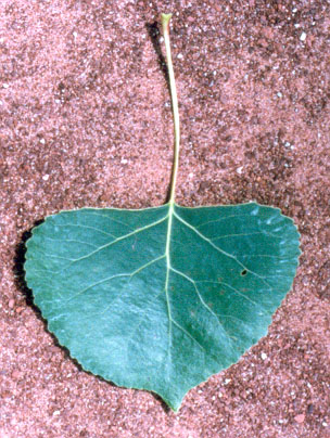 leaves8