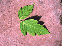 leaves9