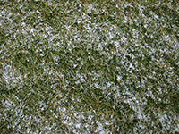 snow in grass
