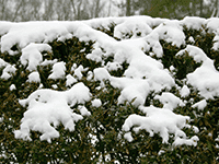 snow on bush